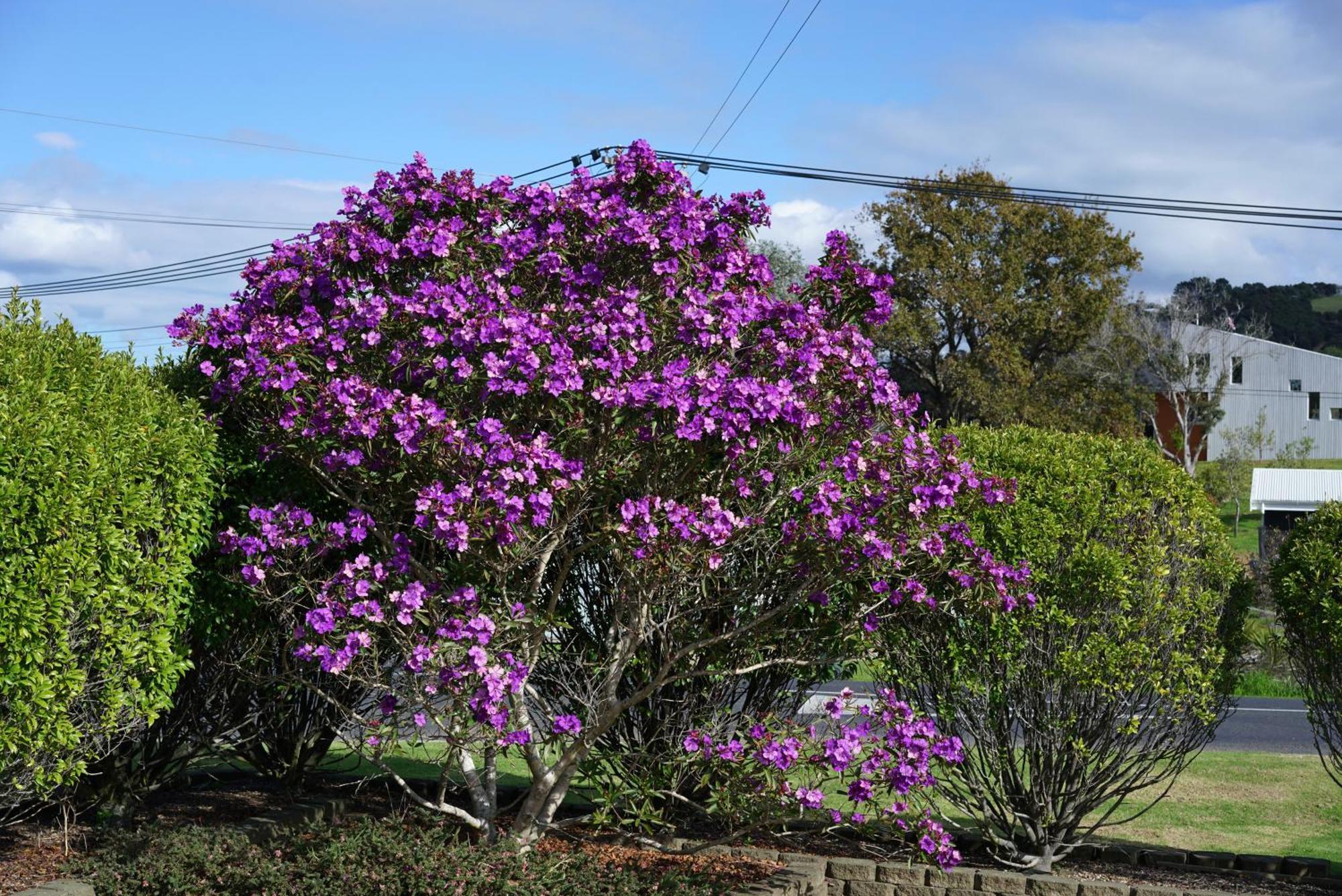 Tui Garden, Waiheke *